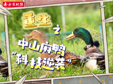 中山麻鸭“科技逆袭”记