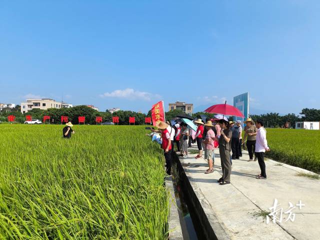 电白区农技推广服务驿站：打造农业科技特派员（轻骑兵）和乡土专家的“桥头堡”