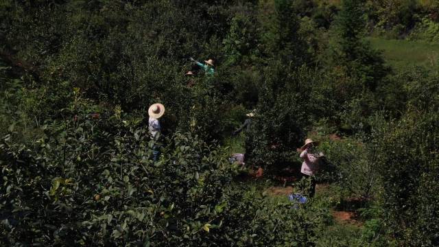 龍川山茶油采摘現(xiàn)場