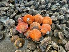 养殖利润增长超3倍！扇贝新品种“橙黄1号”为海水养殖业注入新动能