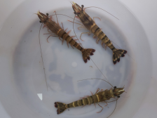 “南海3号”亮相！水产种博会将展示南海所斑节对虾育种新成果