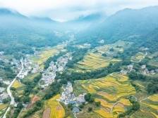 航拍茂名｜梯田披上黄金衣，“丰”景入画来
