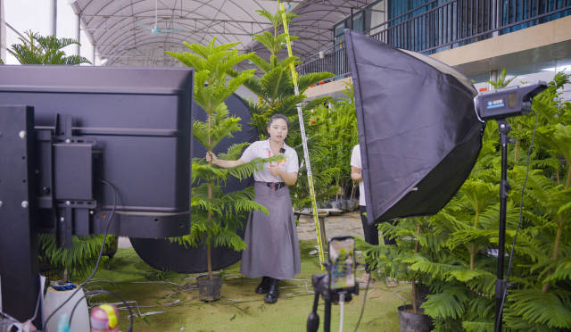 经由电商直播等渠道，横栏花木减速拓展天下市场。