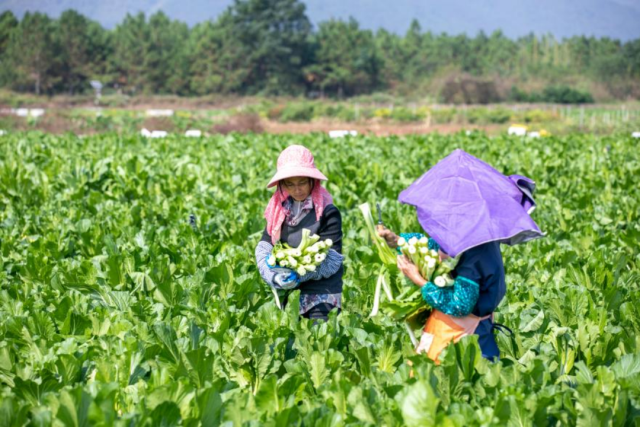 菜农穿梭于田垄之间忙采菜心。