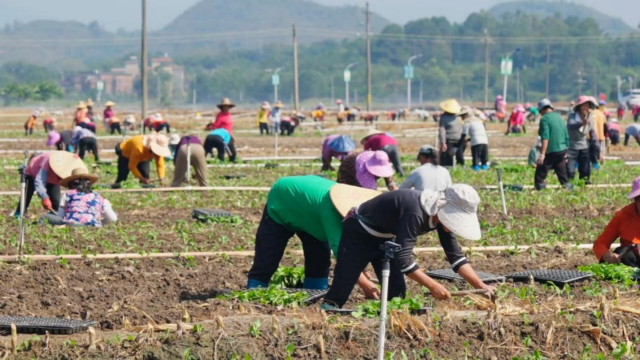 2024年连州菜心大收获于10月11日启动，万亩菜心苗齐进田。