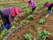 “莓”好产业赋能乡村振兴