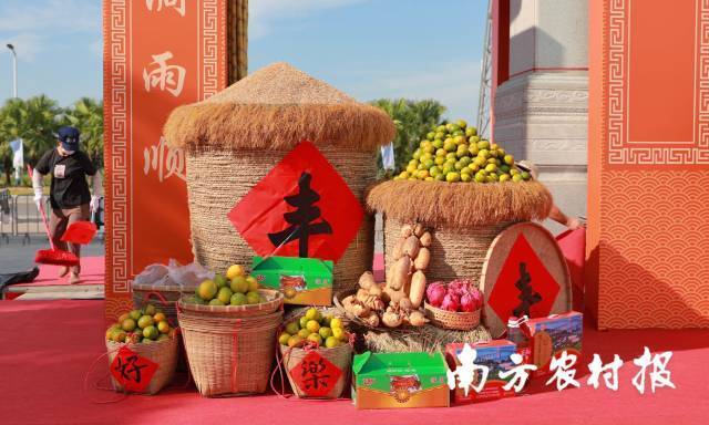 新会区庆祝2024年“中国农民丰收节”暨新会柑采摘季系列活动启动仪式现场。