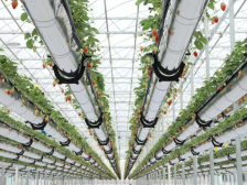 探秘“植物工厂”：空中种草莓，蔬菜不吃土 | 新质向上 农业焕新