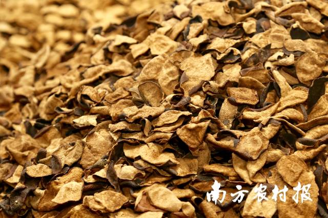 新会陈皮，陈皮之最。 