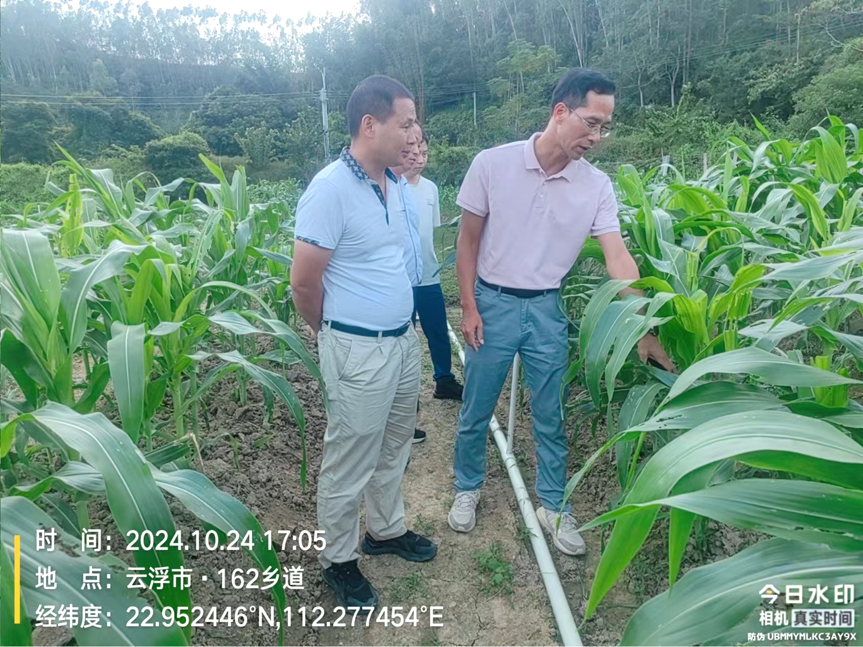 农技专家刘鹏飞教授现场察玉米破费情景。高条