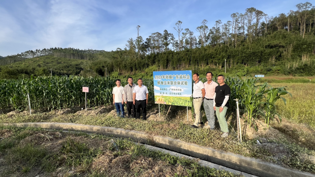 广东省科企鲜食玉米联合体田间试验落地云城。