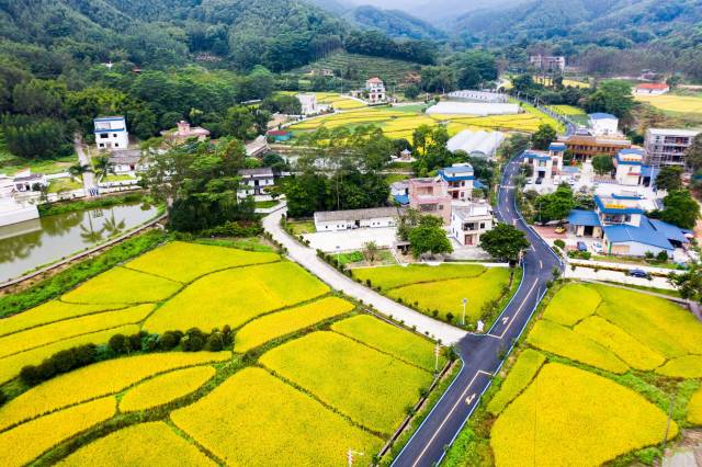 惠州博罗县小洞村落迎来睁开的春天，间断引进一批优异农文旅名目。