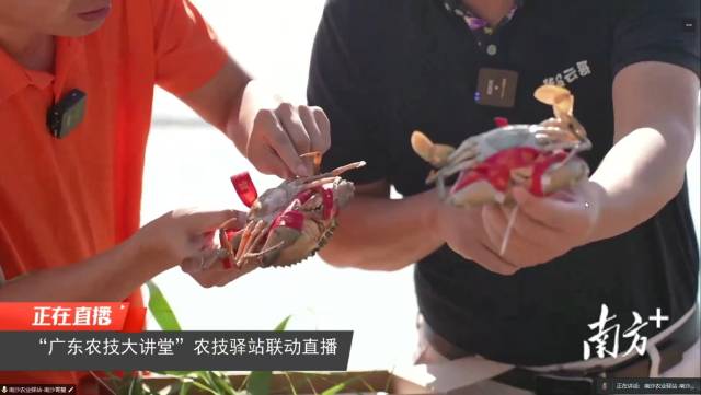 南沙青蟹中的“黄油蟹”被誉为“蟹中茅台”。 南沙青蟹中的“黄油蟹”被誉为“蟹中茅台”。
