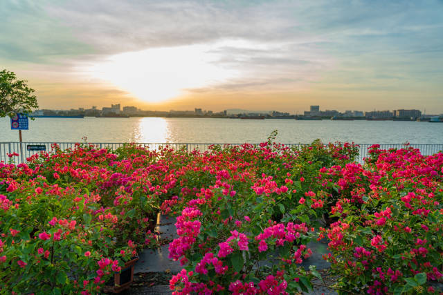 2024中国（中山）花木产业大会将在横栏镇西江花洲公园举办。