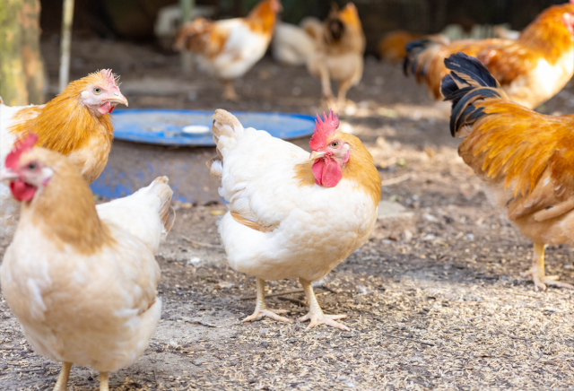 纯正种源的封开杏花鸡有“三黄、三细、两短”的特点。