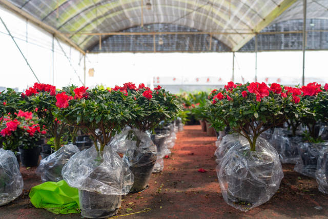 华薪园林主推的杜鹃花卉既可用作工程苗木，又适用于居家花卉。