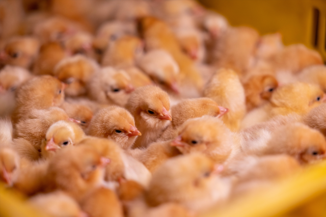 育雏是杏花鸡养殖难度较高的环节。