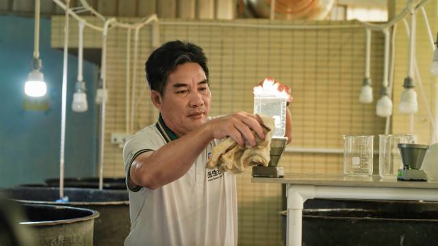 恒生水產合作社社長林李泉在觀察輪蟲的情況,。