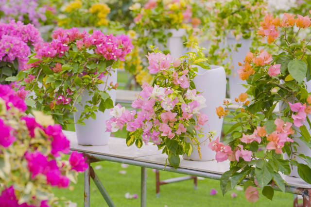 树形不一、姿态万千的三角梅奠定了林婷园艺在细分市场的“江湖地位”。