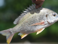 3万亩，年产值超6亿元！全国最大的黄立鱼连片标准化养殖试点取得重大进展