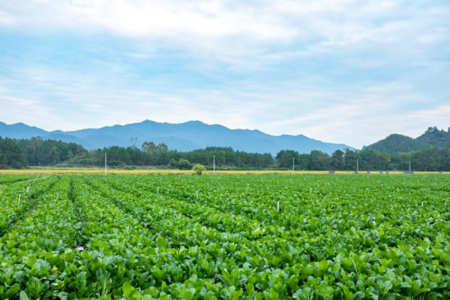 連州東青農(nóng)業(yè)發(fā)展有限公司蔬菜基地,。