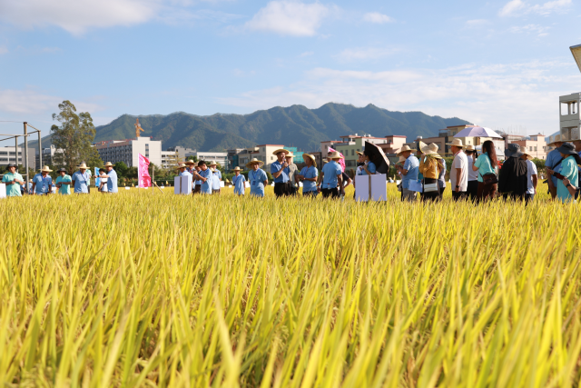 参会人员参观水稻示范基地。