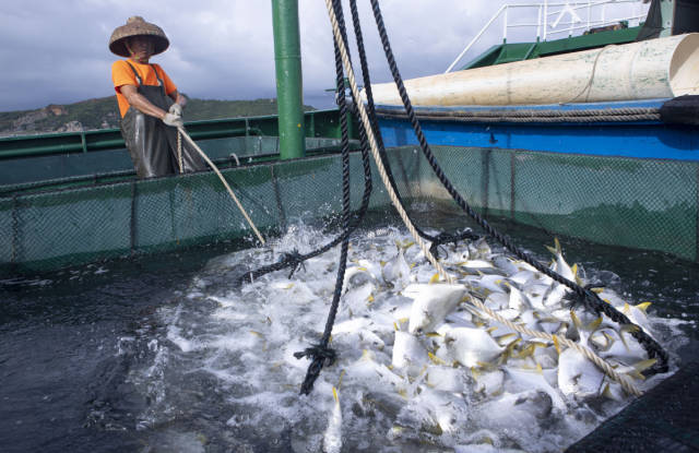 活跃的新场万山金鲳