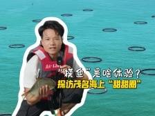 海洋牧场大丰收啦！一起探访茂名海上“甜甜圈”｜响亮打卡·滨海百千万视界