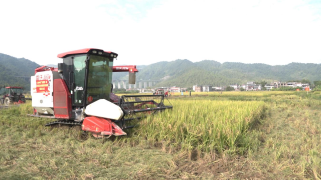 选手正在收割比赛 选手正在收割比赛