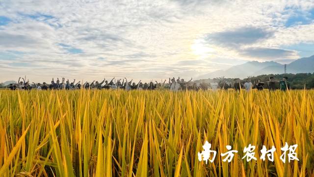 研学团来到罗屋村水稻种植基地参观。