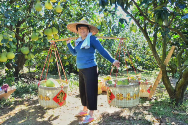 张利芬在柚子园中工作。