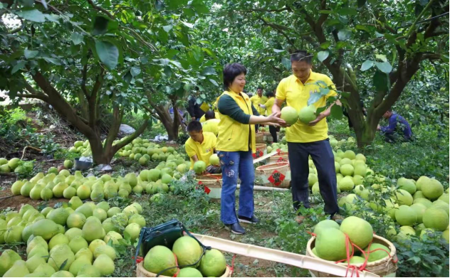 张利芬（前方左一）与同事们在柚子园中收柚子。