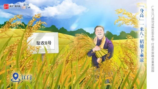 “身高”1.8米！巨型水稻来了 | 新鲜“时”景画
