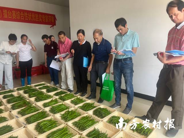 专家们对各个辣椒品种综合性状进行打分。 专家们对各个辣椒品种综合性状进行打分。
