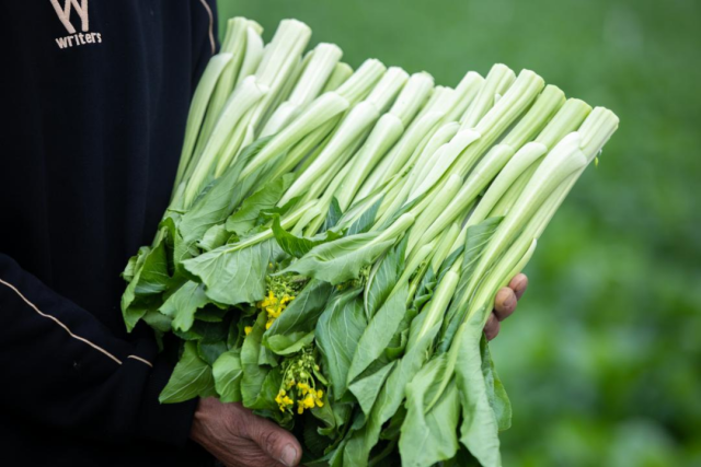 連州菜心