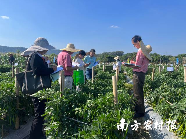 擂台赛在辣椒种植基地展开。较量届农椒擂