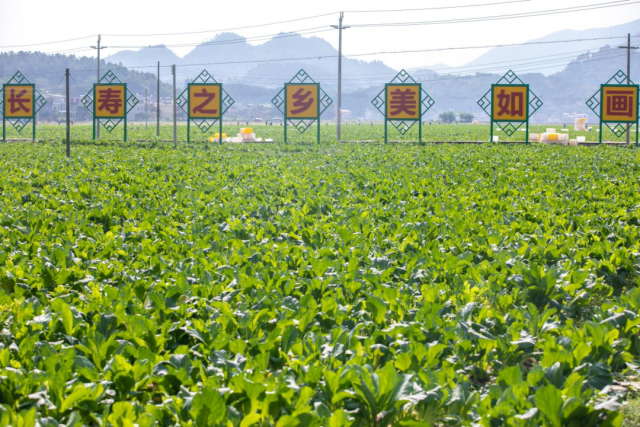 連州菜心省級現(xiàn)代產(chǎn)業(yè)園示范種植基地,。