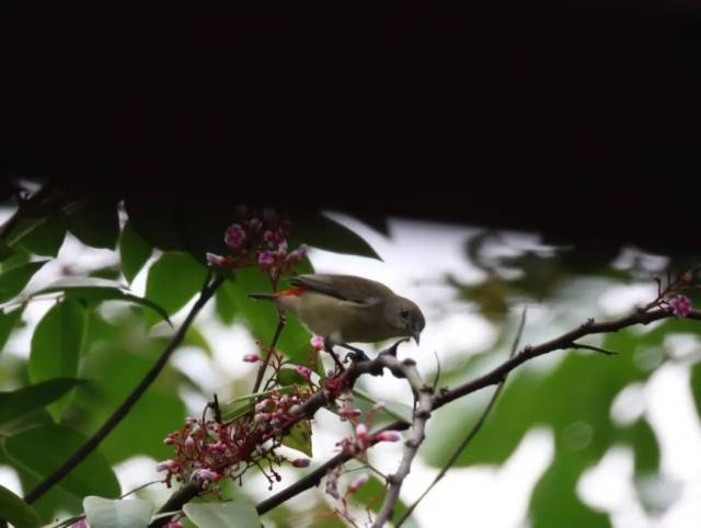 三有保護野生動物“朱背啄花鳥”（雌鳥）,，陳鈺琳攝