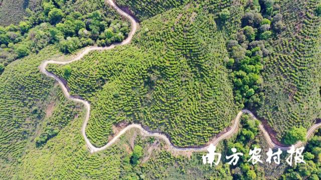 三江油茶林。 三江油茶林。