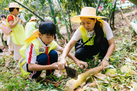 麻竹笋研学活动。摄影：胡必文