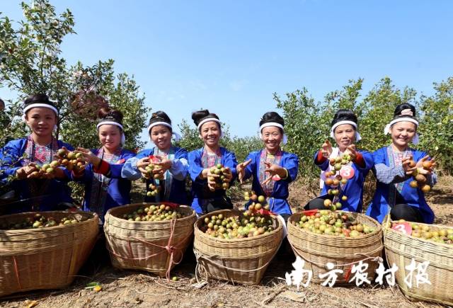三江侗寨村民采摘油茶果。 三江侗寨村民采摘油茶果。