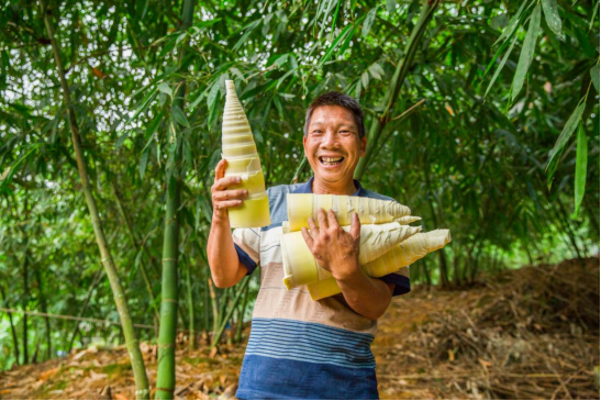 笋农。摄影：何树荣