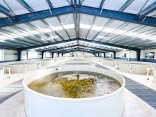 巨变！突破传统育种瓶颈，生物育种技术让选育结果“可看见”