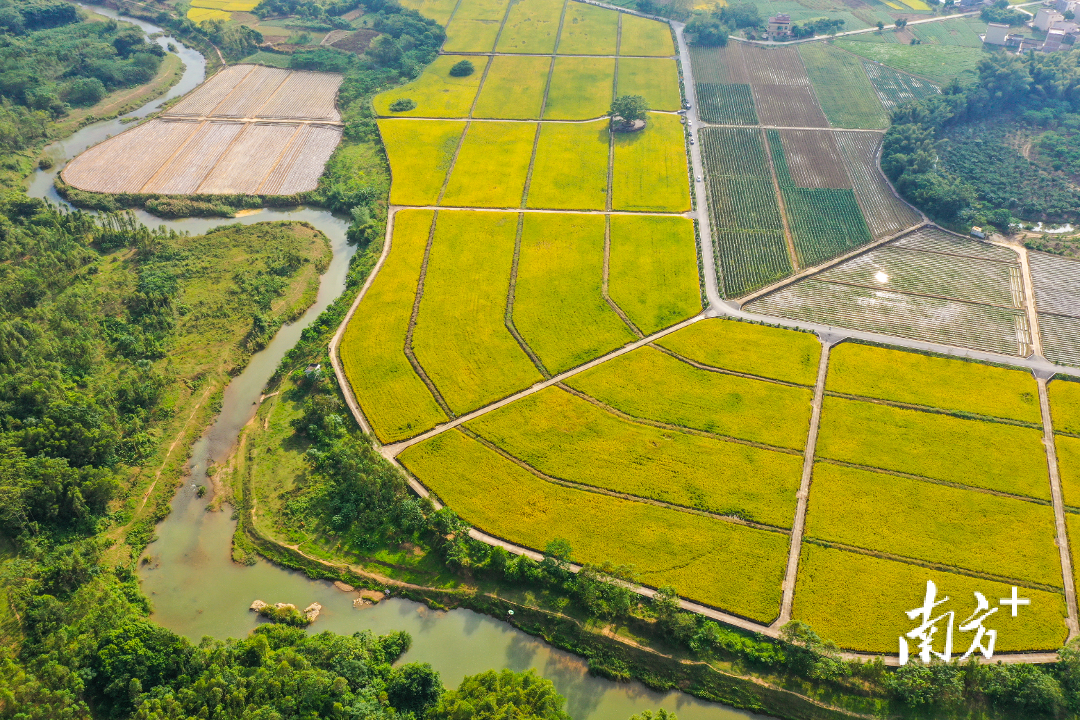 阳春市建设了全国（阳春市）水稻绿色高产高效示范区，保障粮食安全。蓝军 摄