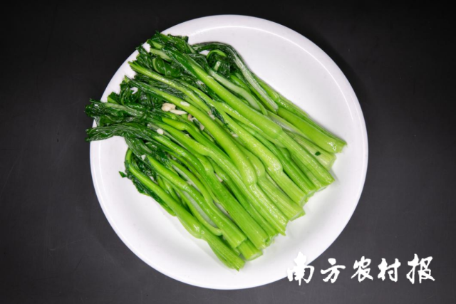 连州菜心陆续走上食客餐桌。