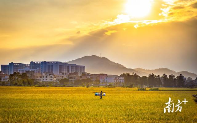 广东珠海市斗门镇小濠冲村。傍晚时分，太阳穿过云层，阳光从云隙中穿透而出照射在稻田上。 南方+拍客 麦志豪 摄