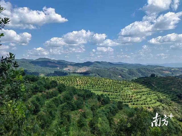 澳洲坚果正在广东快速扩种