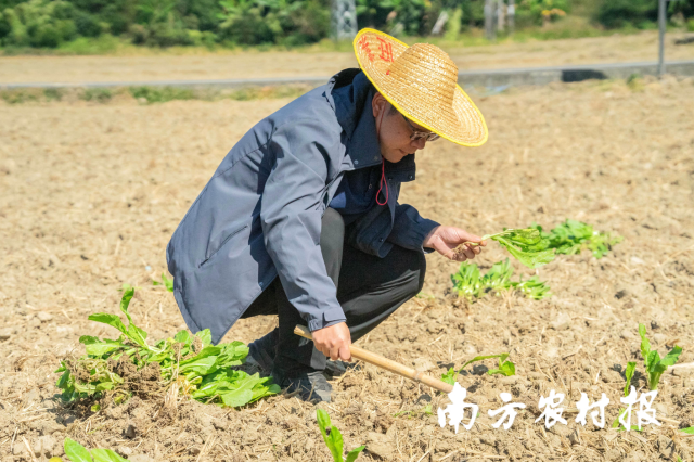 广州市从化区农业技术推广中间主任邓城琳演示冬种油菜田间定植能耐。