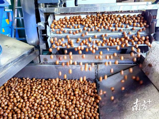 澳洲坚果初加工