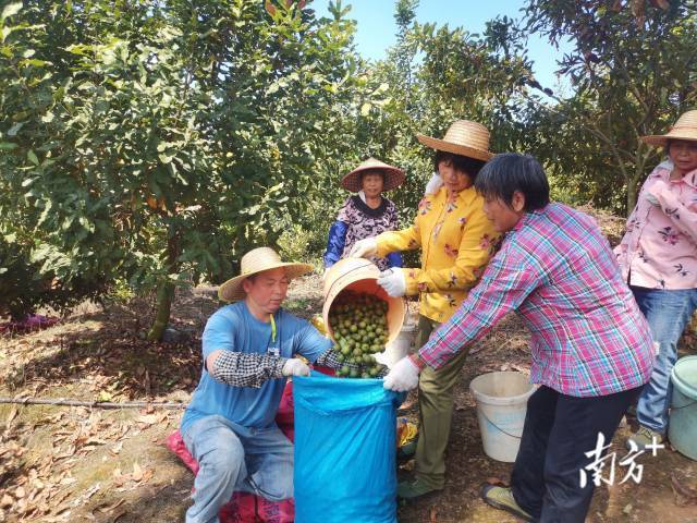 每年的9-11月份是广东的坚果采摘季